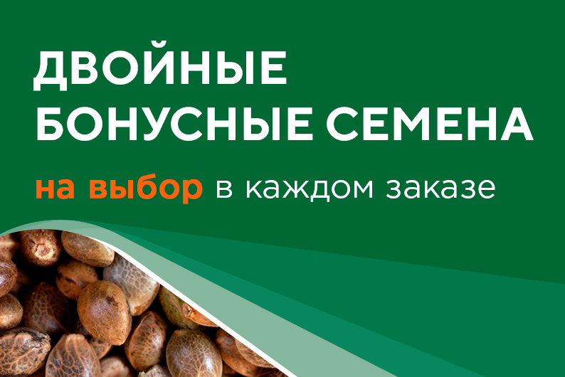двойные семена конопли