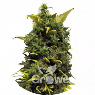 Blue Gorilla Reg.