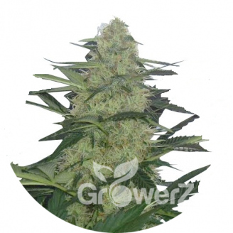 Tutankhamon Auto Fem.