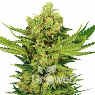 Cheese Auto Fem.