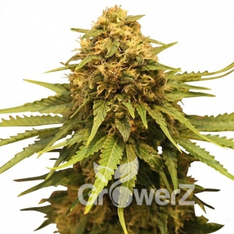 Critical + Auto Fem.