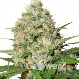 Candy Kush Auto Fem.
