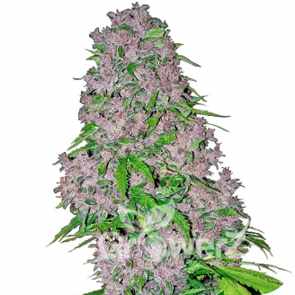 Blue Hawaiian Auto Fem.