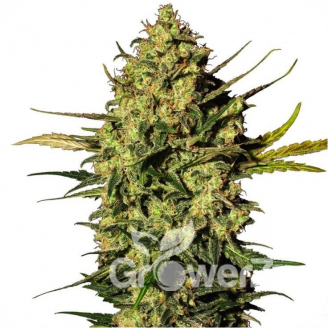 Power Plant Auto Fem.
