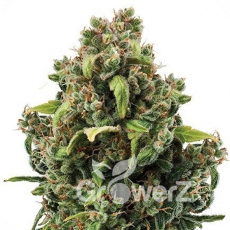City Kush Auto Fem.