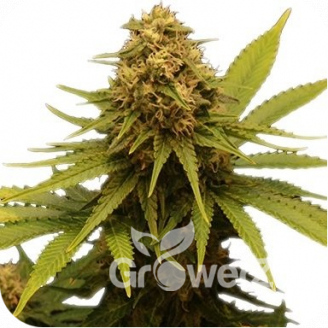 Critical Express Auto Fem.