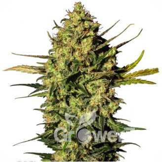 Dr. Feelgood CBD Auto Fem.