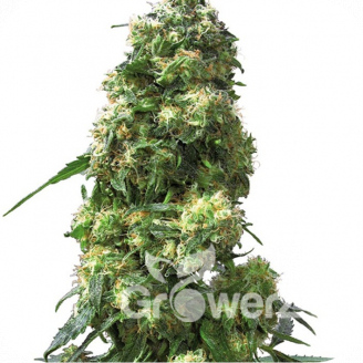 Skunk Auto Fem.