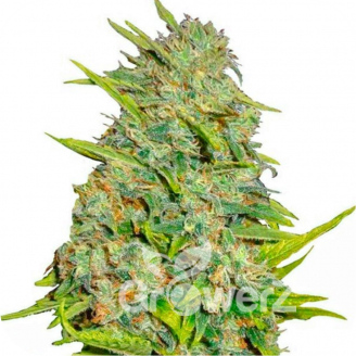 AK 47 Fem.