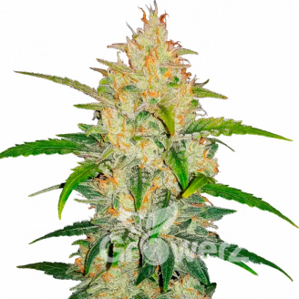 LSD Auto Fem.