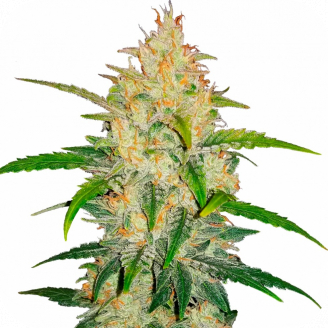 Купить семена марихуаны LSD Auto Fem.