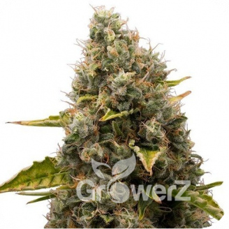White Widow Fem.