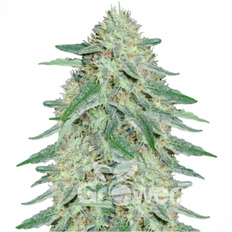 Black Domina Fem.