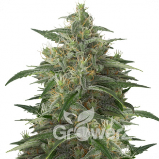 Moby Dick Fem.