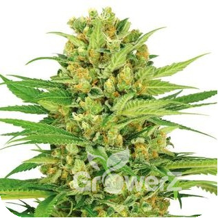 Bubble Gum Fem.