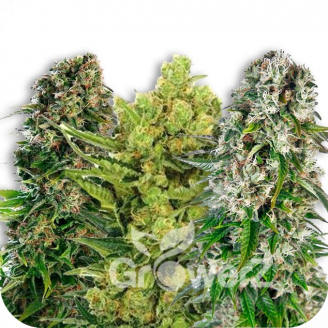 Indica Mix #3 Auto Fem.