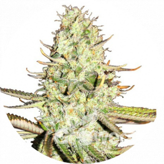 Opium Auto Fem.