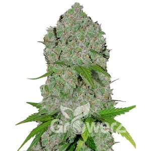 Gorilla Cookies Auto Fem.