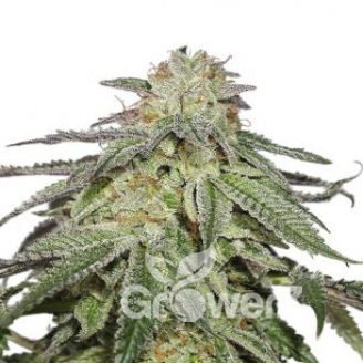 Orange Sherbet Auto Fem.