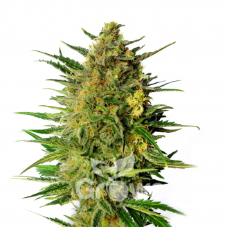 AK-49 Auto Fem.