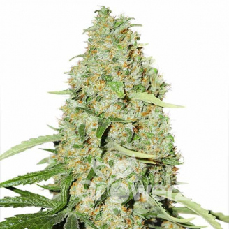 Brooklyn Sunrise Auto Fem.