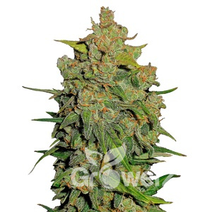 Fast Bud Auto Fem.