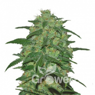 Super Mazar Auto Fem.