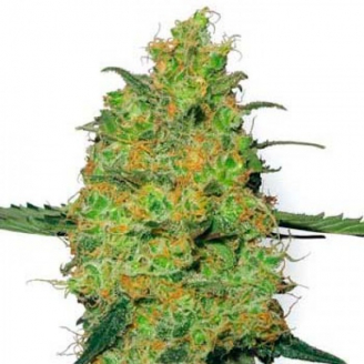 Купить семена марихуаны HulkBerry Fem. Купить семена марихуаны HulkBerry Fem.
