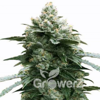 Bruce Banner Fem.