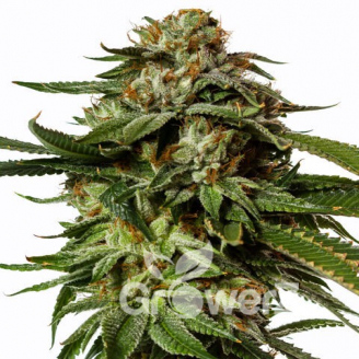 Gorilla Glue Fem.
