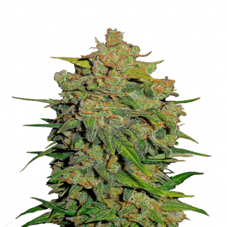 Купить семена марихуаны Lemon AK Auto Fem.