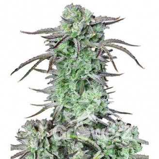 Strawberry Banana Auto Fem.