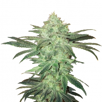 Купить семена марихуаны Stardawg Auto Fem.