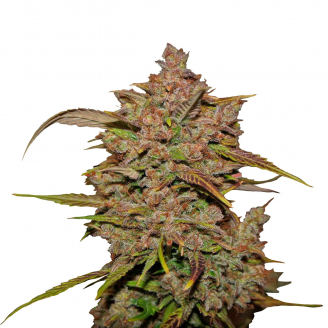 Купить семена марихуаны Crystal Meth Auto Fem.