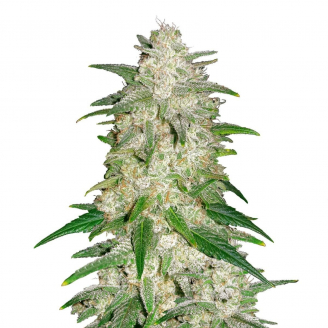 Купить семена марихуаны Forbidden Runtz Auto Fem. Купить семена марихуаны Forbidden Runtz Auto Fem.
