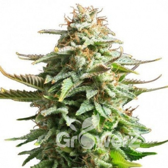 Amnesia Haze Auto Reg.