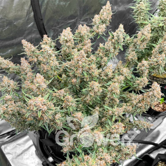 Godzilla Cookies Auto Fem.
