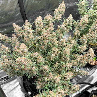 Godzilla Cookies Auto Fem.