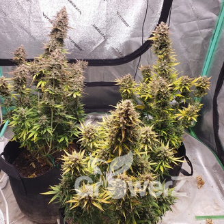 Godzilla Cookies Auto Fem.