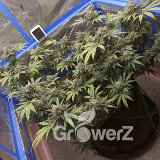 Apple Betty Auto Fem.