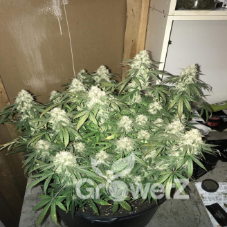 Quarter Pounder Auto Fem.