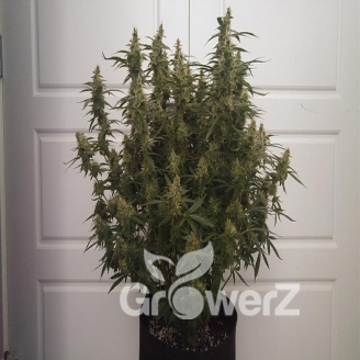 Quarter Pounder Auto Fem.