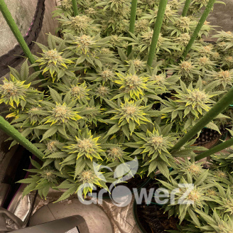 Titan Auto Fem.