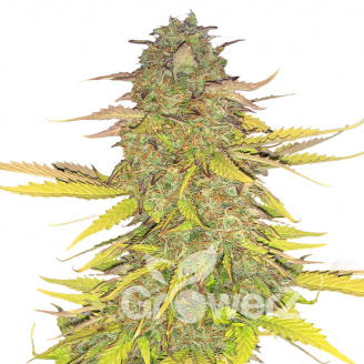 Acid Rain Auto Fem.