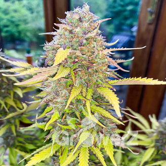 Acid Rain Auto Fem.
