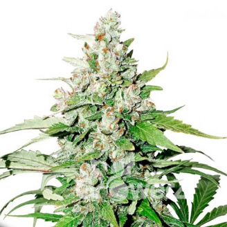 Cinderella Auto Fem.