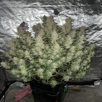 Cinderella Auto Fem.