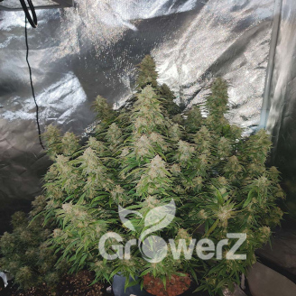 Cinderella Auto Fem.
