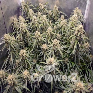 Cinderella Auto Fem.