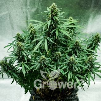 Black Herer Auto Fem.